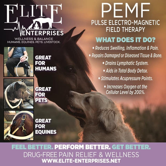Small Animal Spot PEMF Treatment - 10 minutes